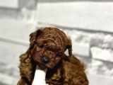 Teacup Kore Toy Poodle