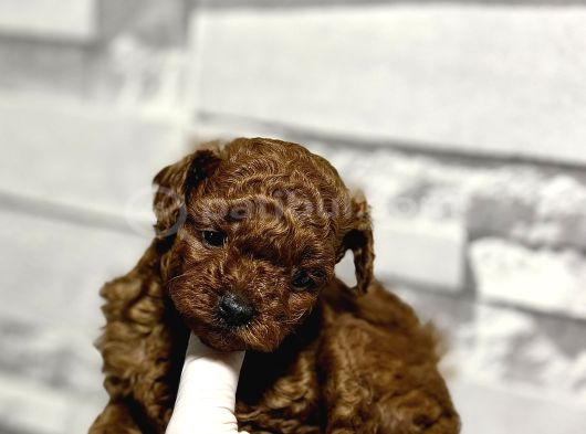 Teacup Kore Toy Poodle görsel