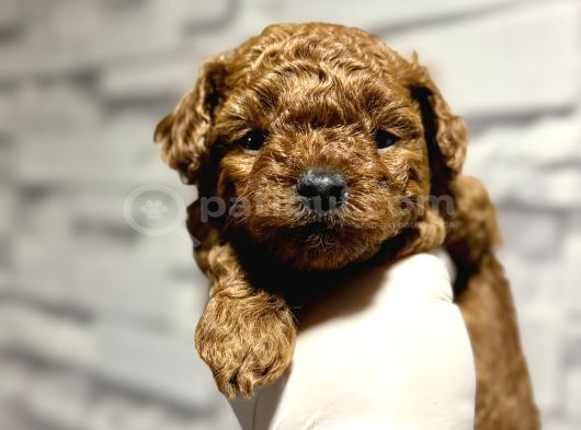 Teacup Kore Toy Poodle
