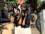 Doberman Yavru Sağlık Ve Irk Gara