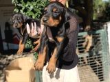Doberman Yavru Sağlık Ve Irk Gara
