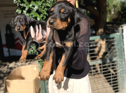 Doberman Yavru Sağlık Ve Irk Gara görsel