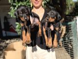 Doberman yavru sağlık ve ırk gara