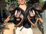 Doberman Yavru Sağlık Ve Irk Gara