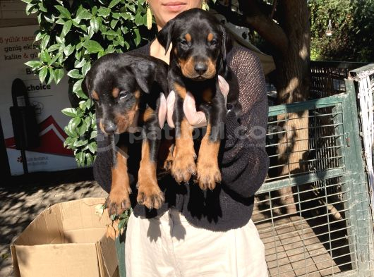 Doberman Yavru Sağlık Ve Irk Gara görsel