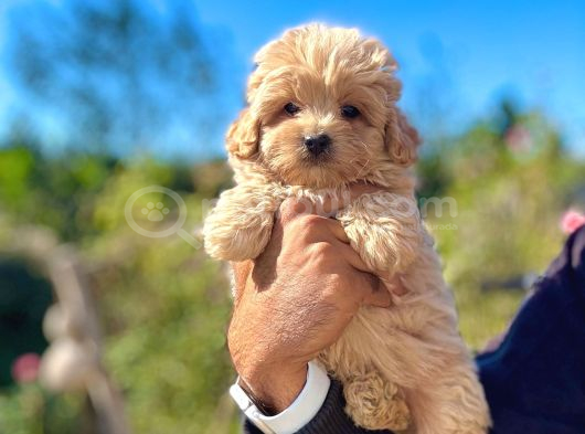 Teacup Malti̇poo Bebeklei̇rmi̇z görsel