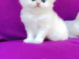 British Longhair Ve Shorthair Bebekler