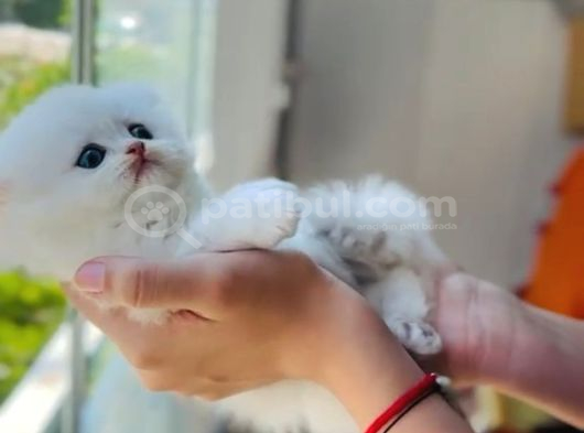 British Longhair Ve Shorthair Bebekler