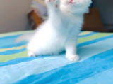 British Longhair Ve Shorthair Bebekler