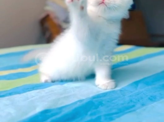 British Longhair Ve Shorthair Bebekler görsel