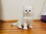 British Longhair Ve Shorthair Bebekler