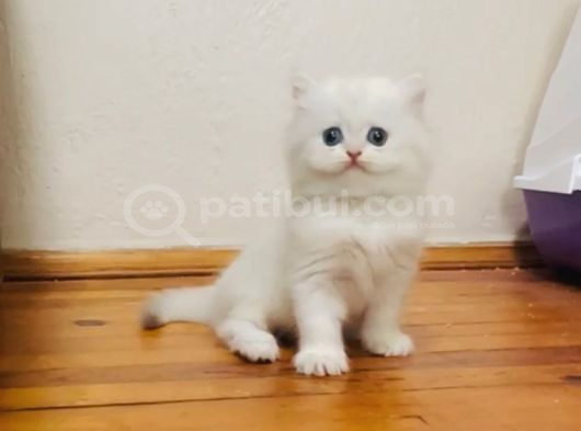 British Longhair Ve Shorthair Bebekler görsel