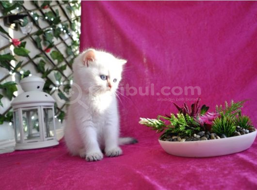 British Longhair Ve Shorthair Bebekler görsel