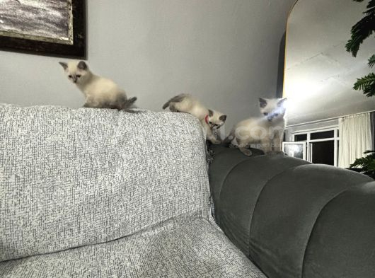 Dişi Erkek Mevcut görsel