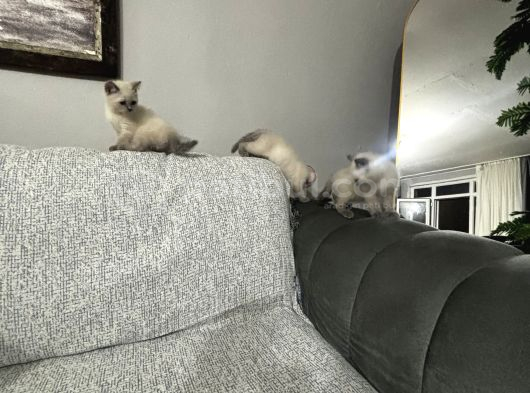 Dişi Erkek Mevcut görsel