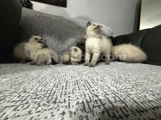 Dişi Erkek Mevcut
