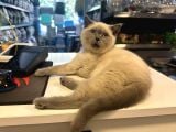 Çok oyuncu çok güzel british blue point yavrumuz
