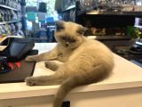 Çok Oyuncu Çok Güzel British Blue Point Yavrumuz