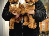 Teacup Kore Toy Poodle