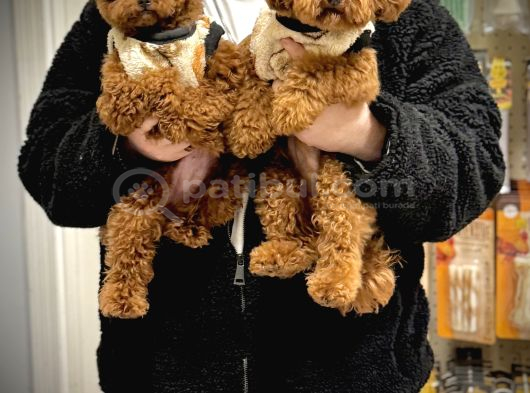 Teacup Kore Toy Poodle görsel