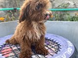 14 Şubat Doğumlu Red Maltipoo Yavrum
