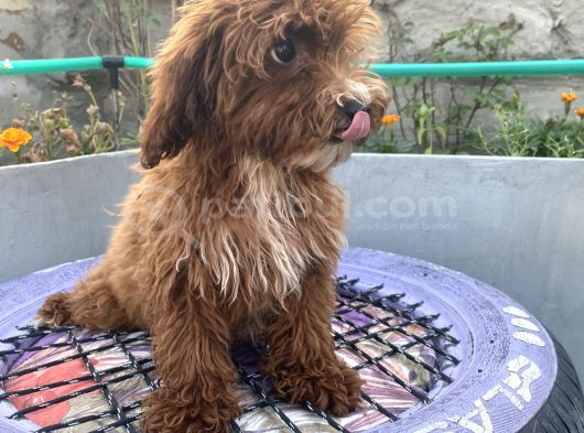 14 Şubat Doğumlu Red Maltipoo Yavrum görsel