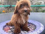 14 Şubat Doğumlu Red Maltipoo Yavrum