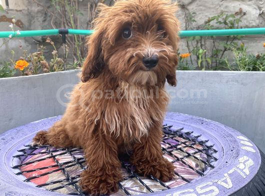 14 Şubat Doğumlu Red Maltipoo Yavrum görsel