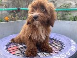 14 Şubat Doğumlu Red Maltipoo Yavrum