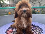 14 Şubat Doğumlu Red Maltipoo Yavrum