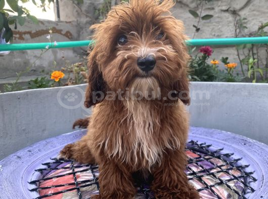 14 Şubat Doğumlu Red Maltipoo Yavrum görsel