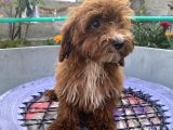 14 Şubat Doğumlu Red Maltipoo Yavrum