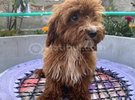 14 Şubat Doğumlu Red Maltipoo Yavrum görsel
