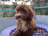14 Şubat Doğumlu Red Maltipoo Yavrum