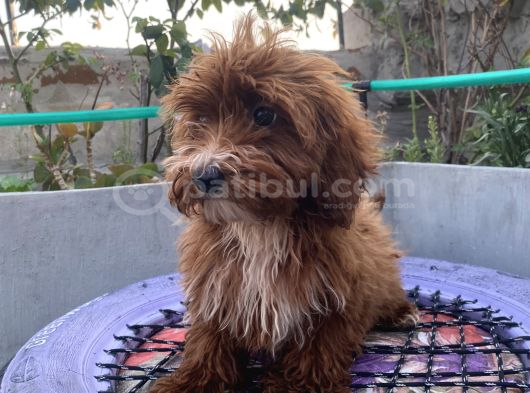 14 Şubat Doğumlu Red Maltipoo Yavrum görsel