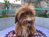 14 Şubat Doğumlu Red Maltipoo Yavrum