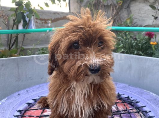 14 Şubat Doğumlu Red Maltipoo Yavrum görsel