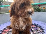 14 Şubat Doğumlu Red Maltipoo Yavrum
