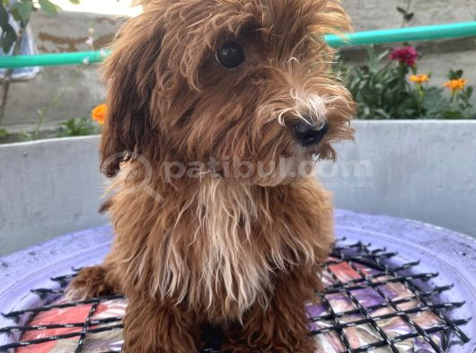 14 Şubat Doğumlu Red Maltipoo Yavrum görsel