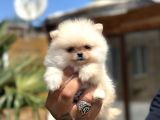 Orijinal Pomeranian Boo Özel Üretim Yavrular
