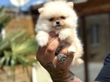 Orijinal Pomeranian Boo Özel Üretim Yavrular
