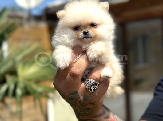Orijinal Pomeranian Boo Özel Üretim Yavrular görsel