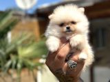 Orijinal Pomeranian Boo Özel Üretim Yavrular