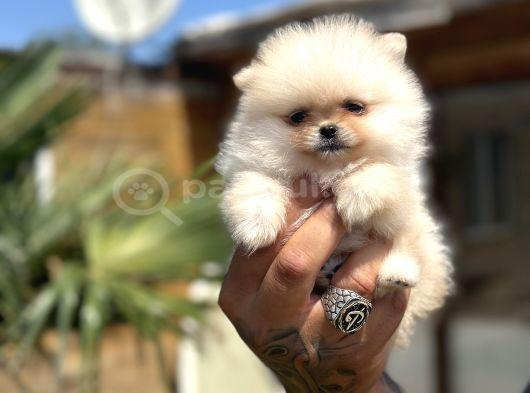 Orijinal Pomeranian Boo Özel Üretim Yavrular