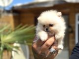 Orijinal Pomeranian Boo Özel Üretim Yavrular