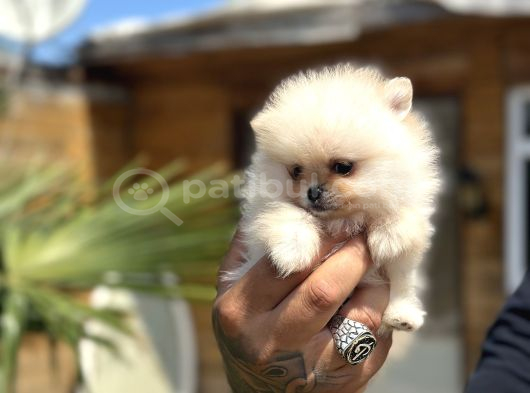 Orijinal Pomeranian Boo Özel Üretim Yavrular görsel