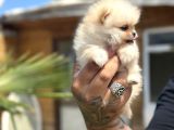 Orijinal Pomeranian Boo Özel Üretim Yavrular