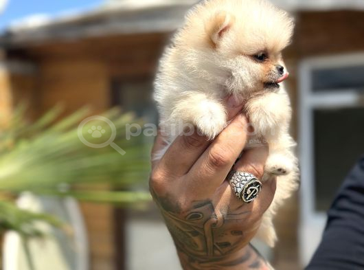 Orijinal Pomeranian Boo Özel Üretim Yavrular görsel