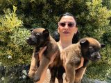 Belçika Kurdu  Malinois Yavrular
