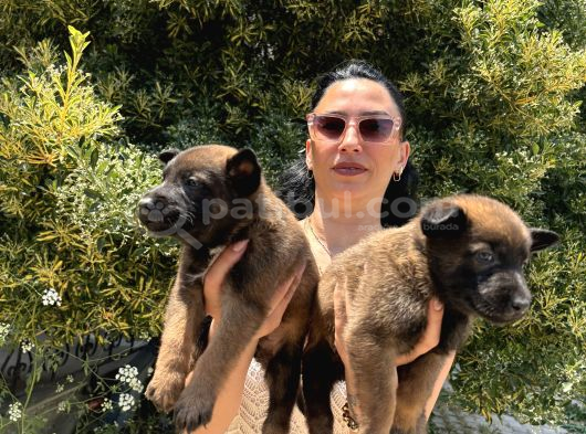 Belçika Kurdu  Malinois Yavrular görsel